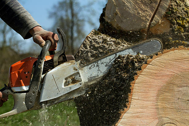 Best Arborist Consultation Services  in Puxico, MO
